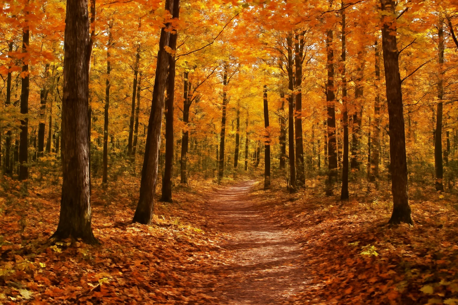 Wisconsin hardwood forest with oak and maple in autumn sunlight