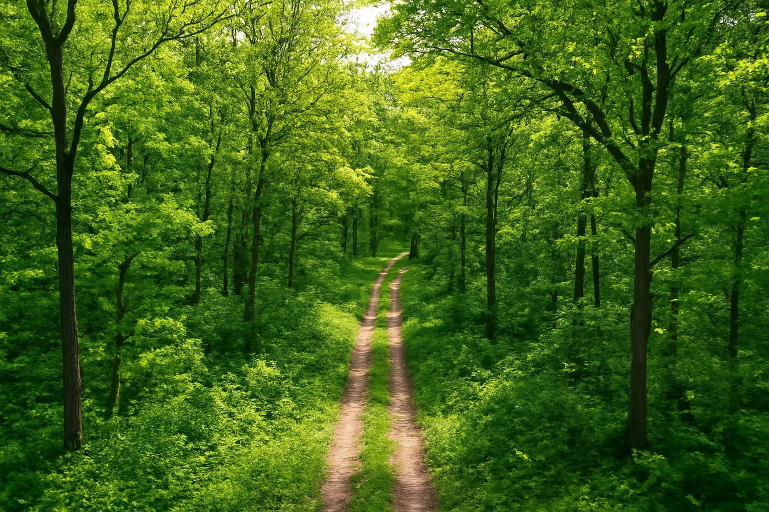Dense Michigan hardwood forest canopy with two-track lane, suitable for Qualified Forest Program enrollment