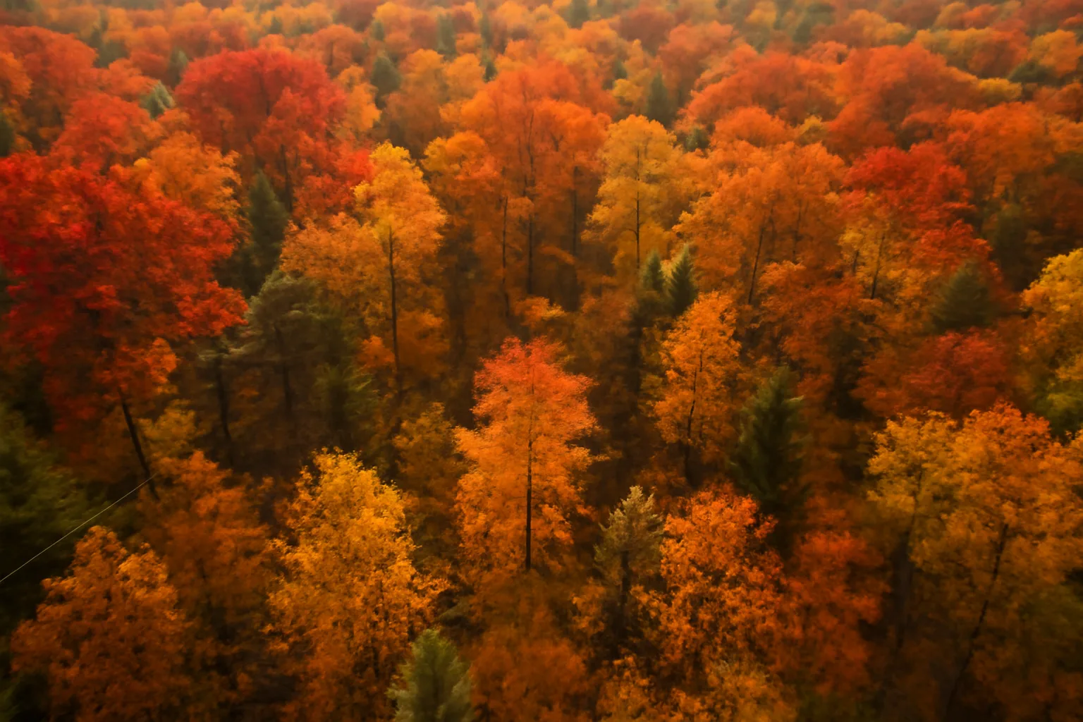 Michigan hardwood forest canopy in autumn showing enrolled qualified forest land