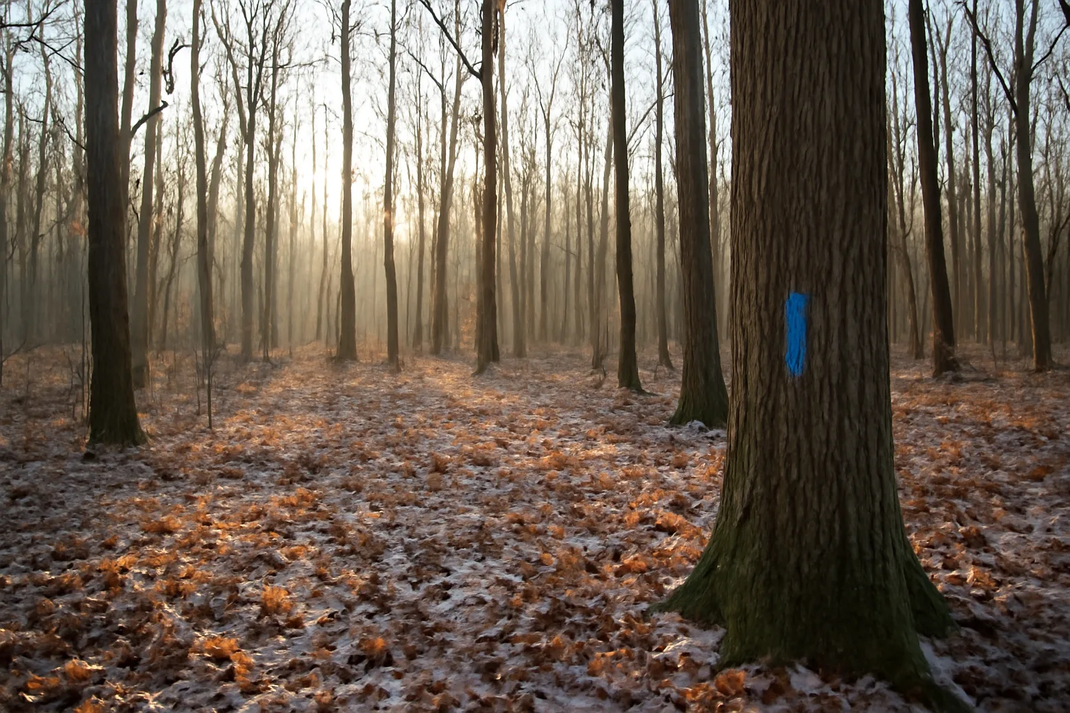 Michigan hardwood woodlot in fall with a blue survey paint mark on a tree trunk