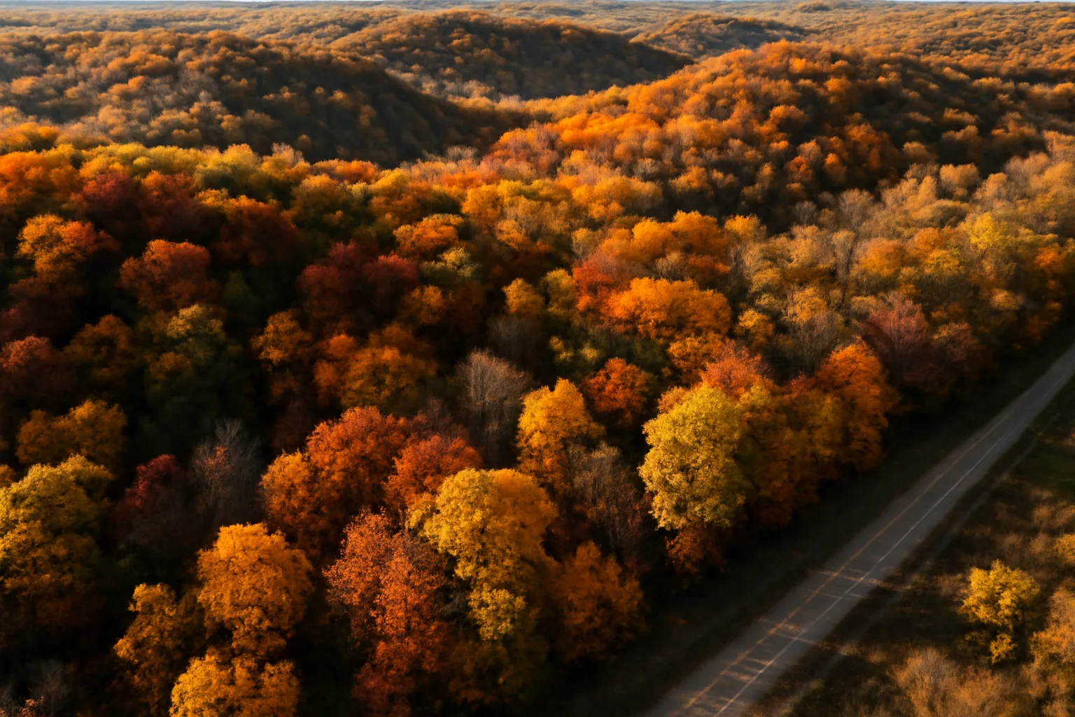 Wisconsin mixed hardwood forest landscape in autumn light